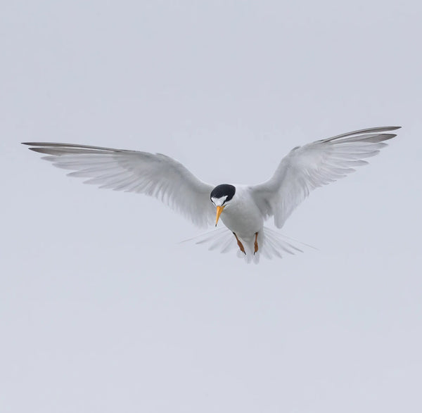 Southern Maine Coastal Spring Birds Photography Workshop