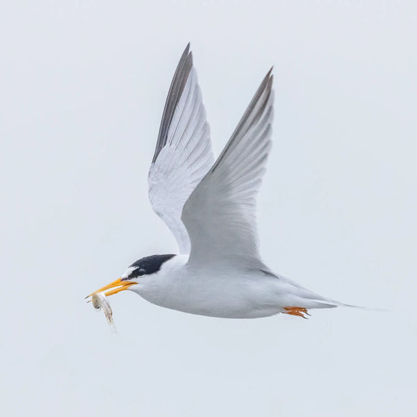 Southern Maine Coastal Spring Birds Photography Workshop