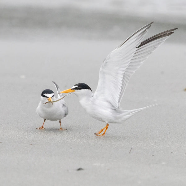 Southern Maine Coastal Spring Birds Photography Workshop