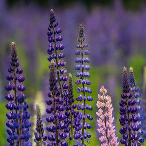 Lupine Photography Workshop by Down East Adventures featuring vibrant lupines in a scenic spring landscape.