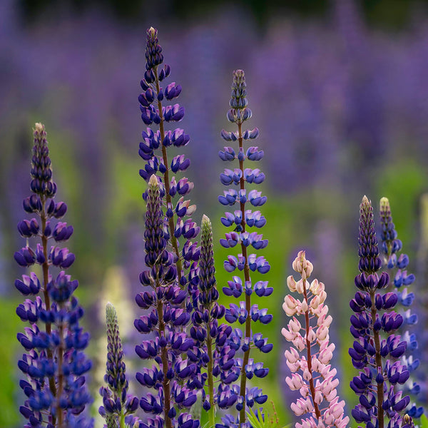 Lupine Photography Workshop