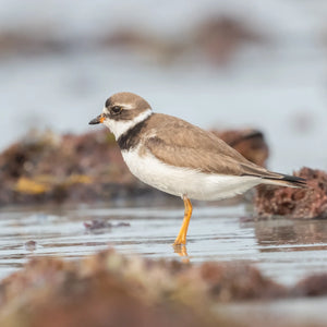 Photograph of summer coastal birds taken during Down East Adventures Southern Maine Coastal Summer Birds Photography Workshop.