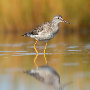 Southern Maine coastal summer bird photography scene during a workshop with Down East Adventures, featuring colorful coastal birds.