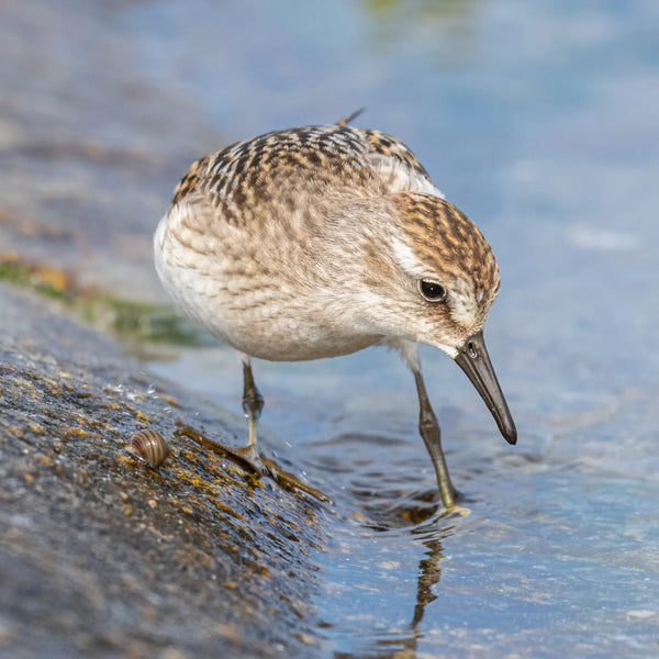 Southern Maine Coastal Summer Birds Photography Workshop