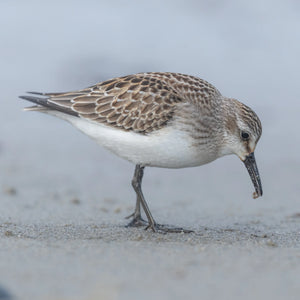 Southern Maine coastal summer bird photography from Down East Adventures, showcasing vibrant coastal bird scenes in summer.