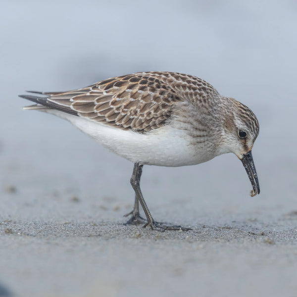 Southern Maine Coastal Summer Birds Photography Workshop