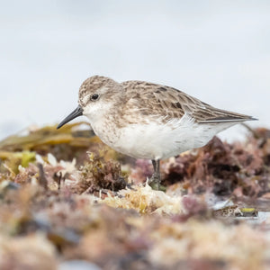 Beautiful summer coastal scene with native birds in Southern Maine, captured during Down East Adventures' bird photography workshop.