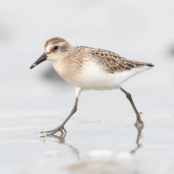 Southern Maine Coastal Summer Birds Photography Workshop