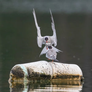 Bird photography workshop featuring summer coastal birds in Southern Maine, organized by Down East Adventures.