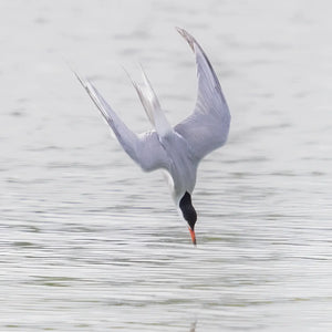 Photograph of coastal summer birds taken during the Southern Maine Coastal Summer Birds Photography Workshop by Down East Adventures