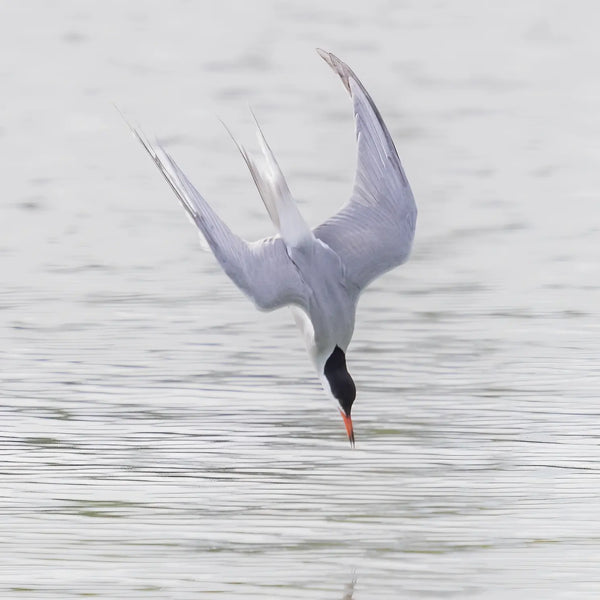 Southern Maine Coastal Summer Birds Photography Workshop