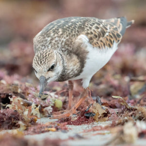 Southern Maine coastal summer bird photography workshop with Down East Adventures, featuring a scenic seaside landscape and bird species.