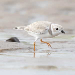 Close-up of summer birds captured during Down East Adventures Southern Maine Coastal Summer Birds Photography Workshop.