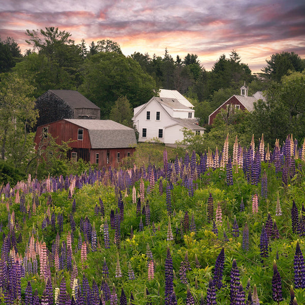 Lupine Photography Workshop