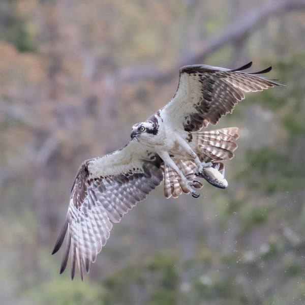 Midcoast Alewife Run Wildlife Photography Workshop