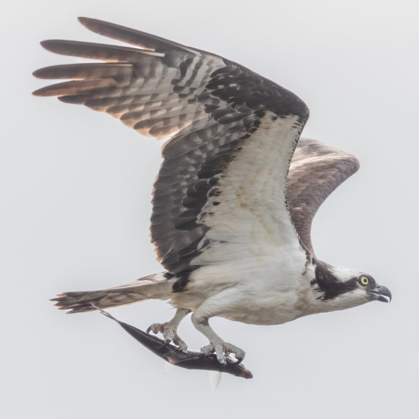 Midcoast Alewife Run Wildlife Photography Workshop