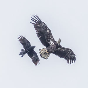Wildlife photographer capturing an eagle in flight during the Midcoast Alewife Run Wildlife Photography Workshop by Down East Adventures