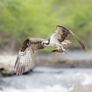 Wildlife photography workshop image showing a nature scene with birds and scenic coastal landscape for Midcoast Alewife Run by Down East Adventures