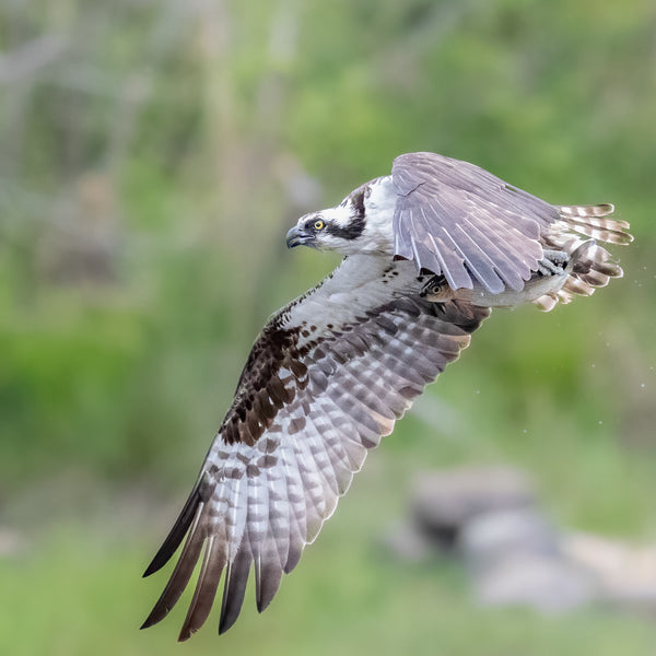 Midcoast Alewife Run Wildlife Photography Workshop