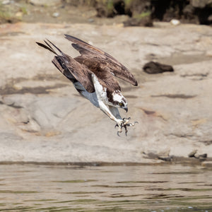 Wildlife photography workshop with Midcoast Alewife Run at Down East Adventures, featuring participants photographing local wildlife.