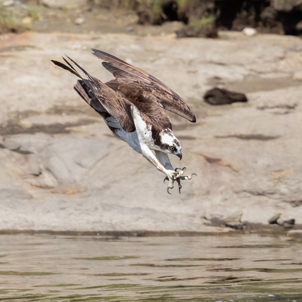 Midcoast Alewife Run Wildlife Photography Workshop