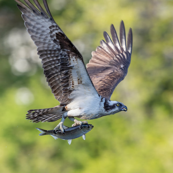 Midcoast Alewife Run Wildlife Photography Workshop