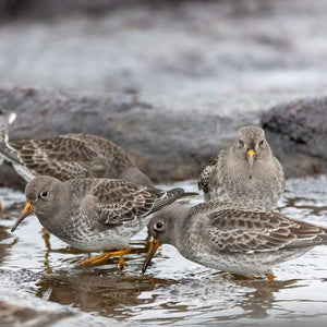 Winter Waterbirds Workshop photo showing participants observing waterbirds during a winter outdoor educational session.