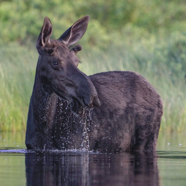 North Woods Wildlife Photography Adventure