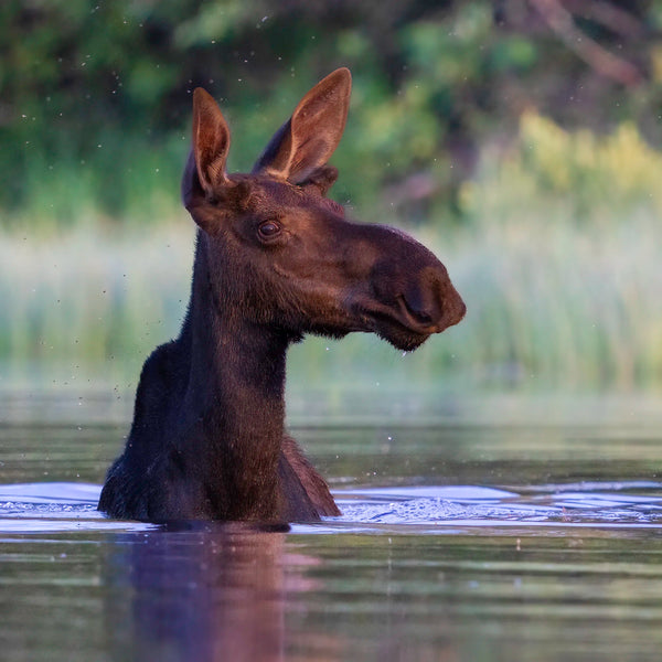 North Woods Wildlife Photography Adventure