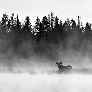 North Woods Wildlife Photography Adventure