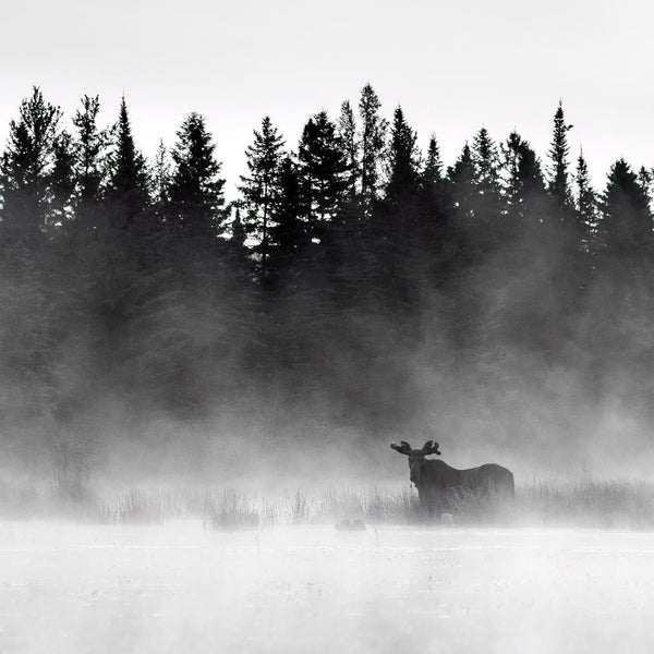 North Woods Wildlife Photography Adventure