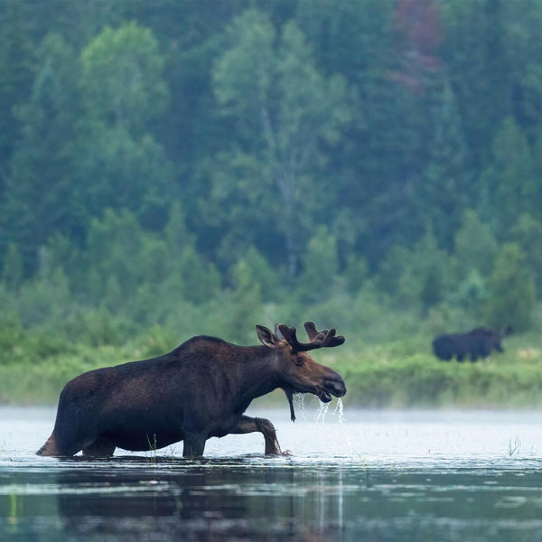 North Woods Wildlife Photography Adventure