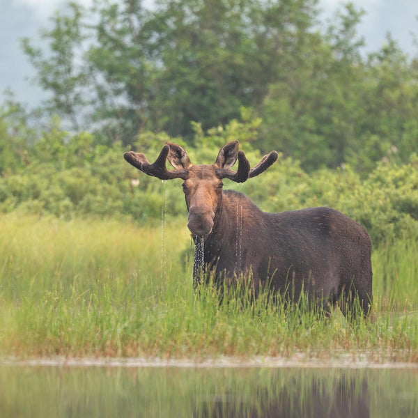 North Woods Wildlife Photography Adventure