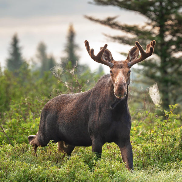 North Woods Wildlife Photography Adventure