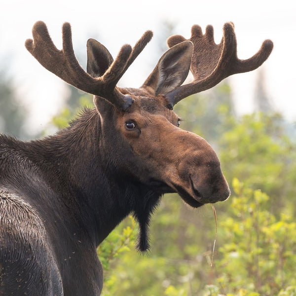 North Woods Wildlife Photography Adventure