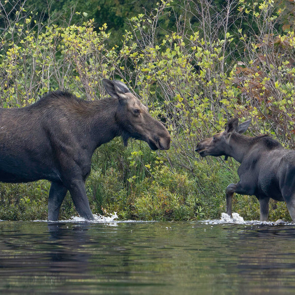 Allagash Canoe Adventure