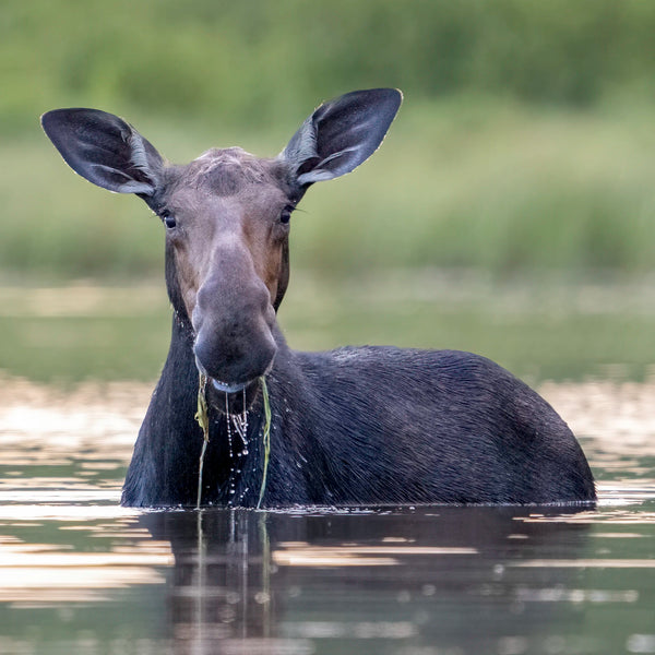 North Woods Wildlife Photography Adventure