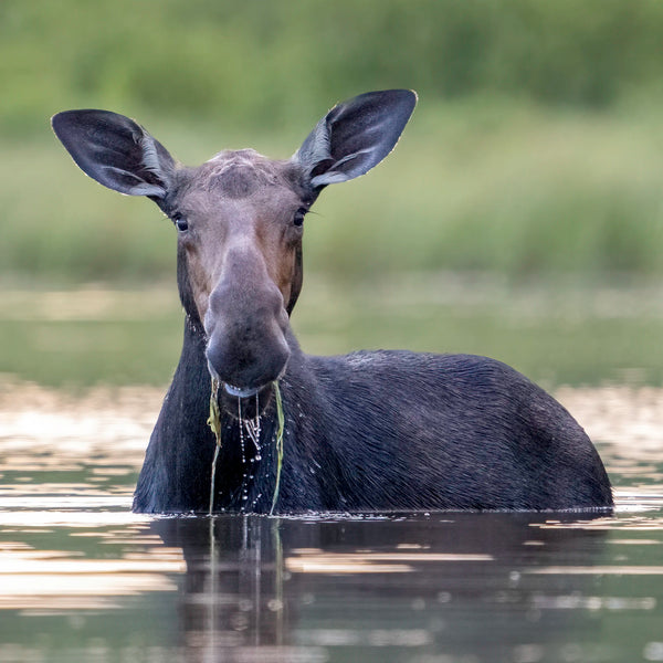 Allagash Canoe Adventure