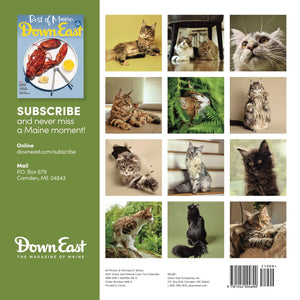 Maine Coon Cat Wall Calendar by Down East Calendar featuring images of Maine Coon cats for 2027, displayed on a wall.