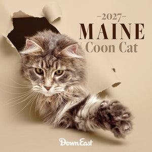 Maine Coon Cat Wall Calendar featuring images of Maine Coon cats for the year 2027, from Down East Calendar.