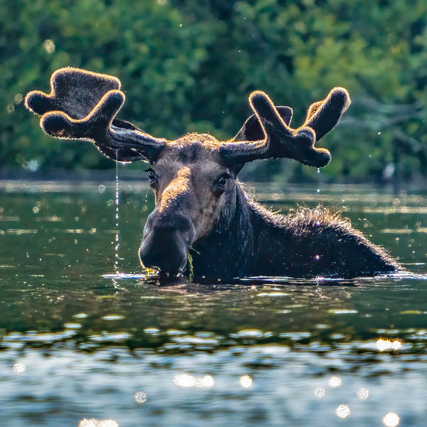 Allagash Canoe Adventure