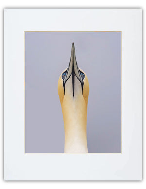 Northern Gannet In the Fog Print