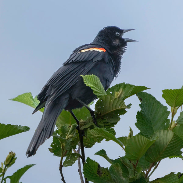 North Woods Wildlife Photography Adventure