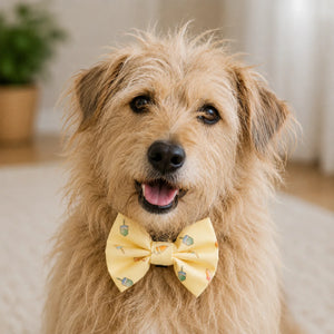 Pet Bow