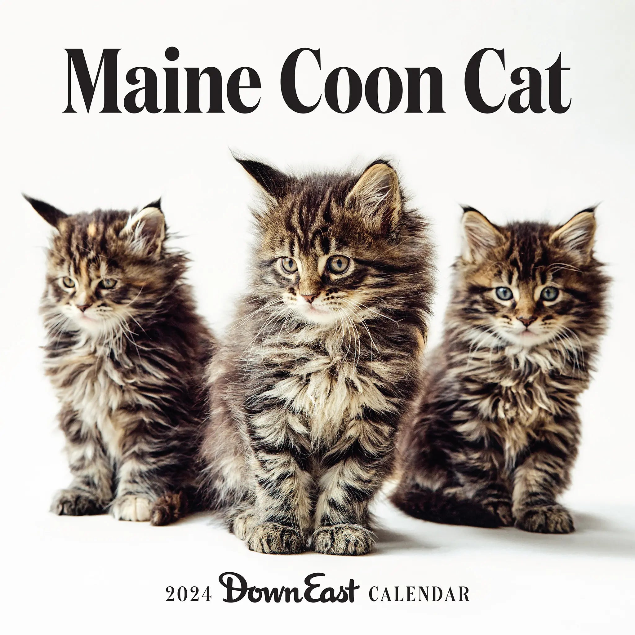 2024 Maine Coon Cats - Deluxe Wall Calendar - Cats & Kittens Calendars