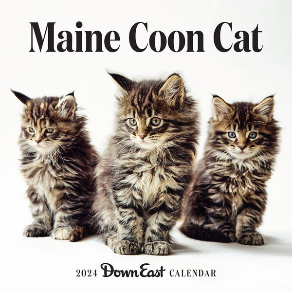 2024 Maine Coon Cat Wall Calendar | Down East Shop | Down East Shop 2024 Maine Coon Cat Wall Calendar | Down East Shop | Down East Shop